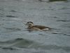 Long-tailed Duck at Paglesham Lagoon (Steve Arlow) (55867 bytes)